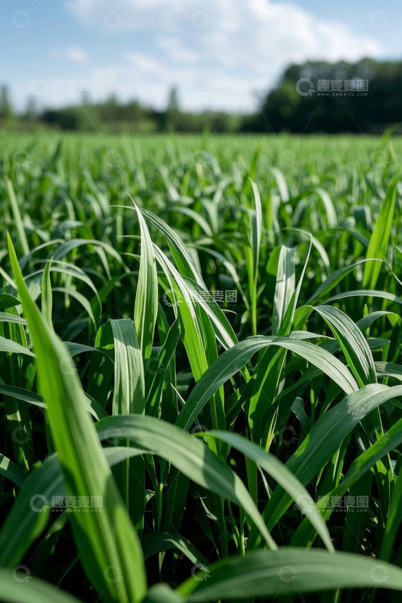 高清大图下载【趣麦麦图】田野中生长的绿色植物