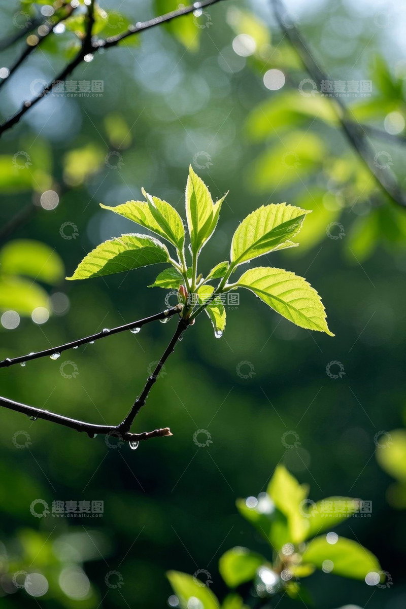 高清大图下载【趣麦麦图】带露珠的嫩绿植物枝叶