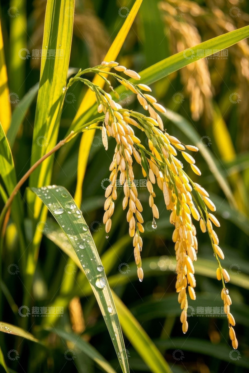 高清大图下载【趣麦麦图】带露珠的成熟稻穗特写
