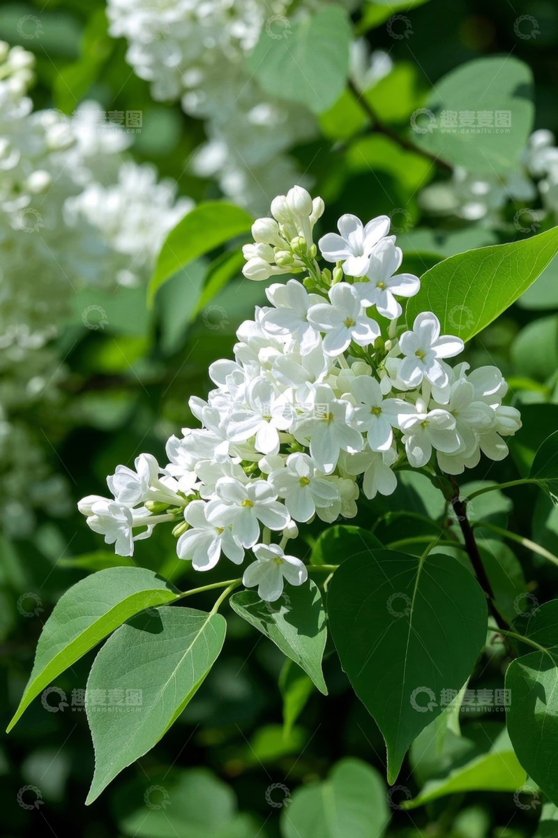 高清大图下载【趣麦麦图】白色丁香花特写