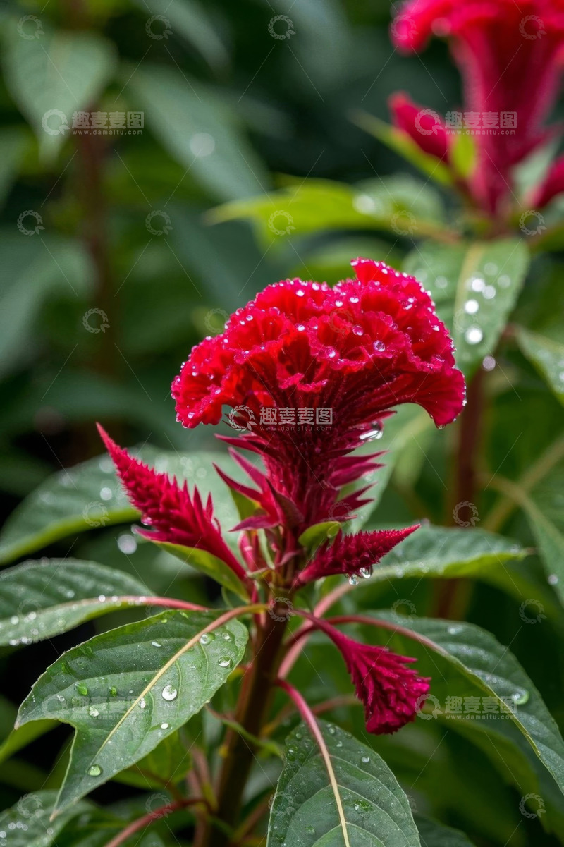 高清大图下载【趣麦麦图】带水珠的红色鸡冠花特写
