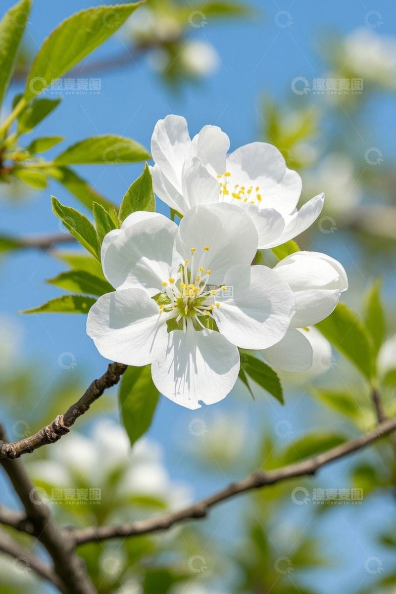 高清大图下载【趣麦麦图】枝头绽放的白色花朵