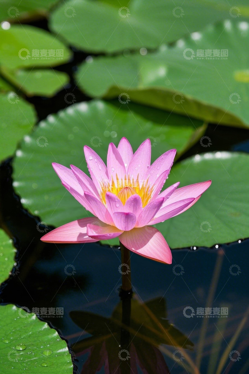 高清大图下载【趣麦麦图】池塘中盛开的粉色睡莲