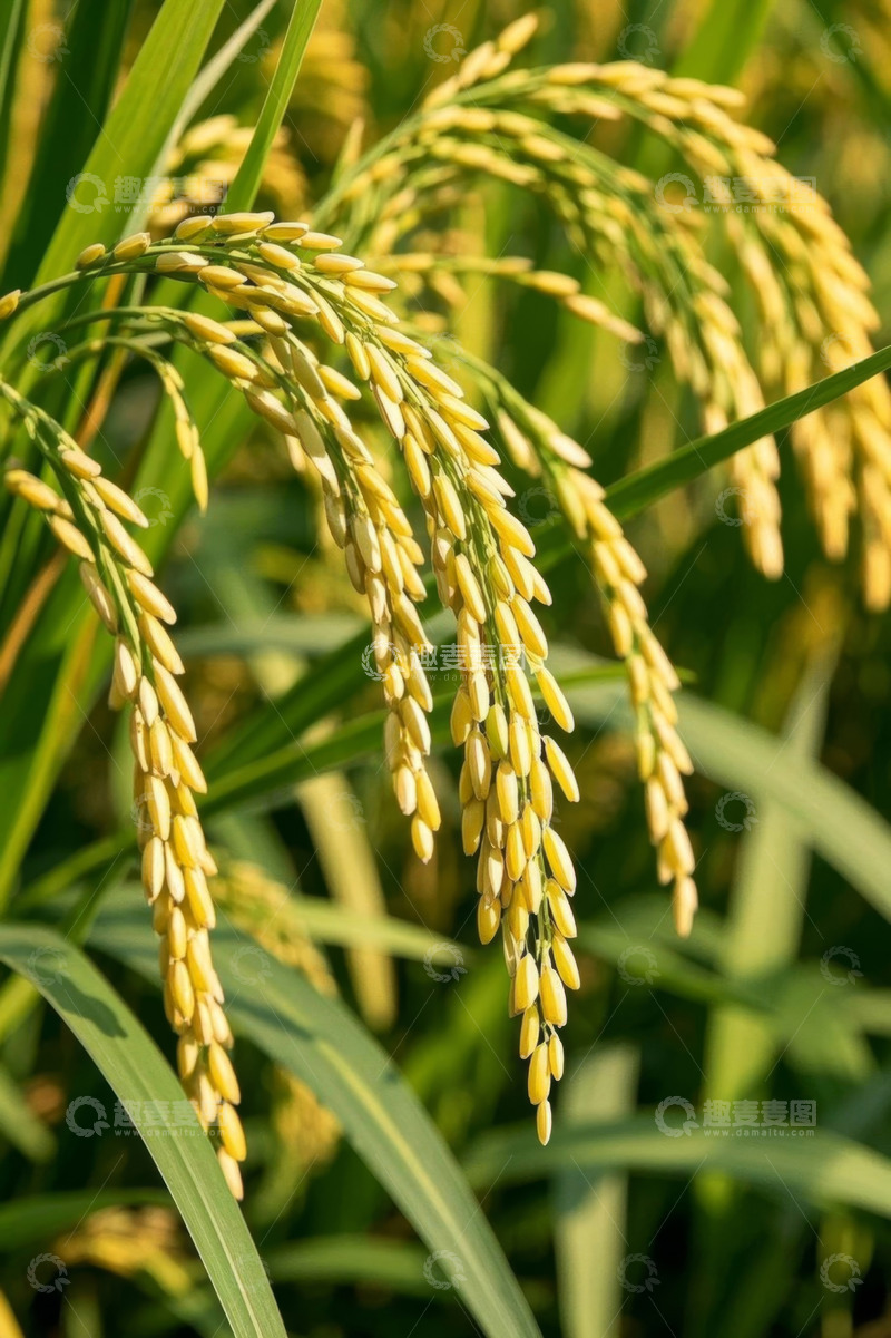 高清大图下载【趣麦麦图】成熟饱满的稻穗特写