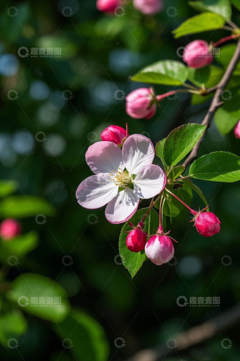 高清大图下载【趣麦麦图】盛开的粉色花朵与花苞特写