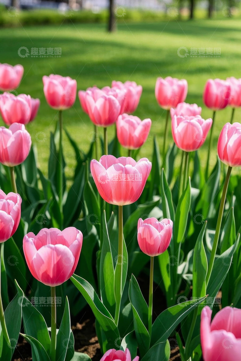 高清大图下载【趣麦麦图】粉色郁金香盛开在草地