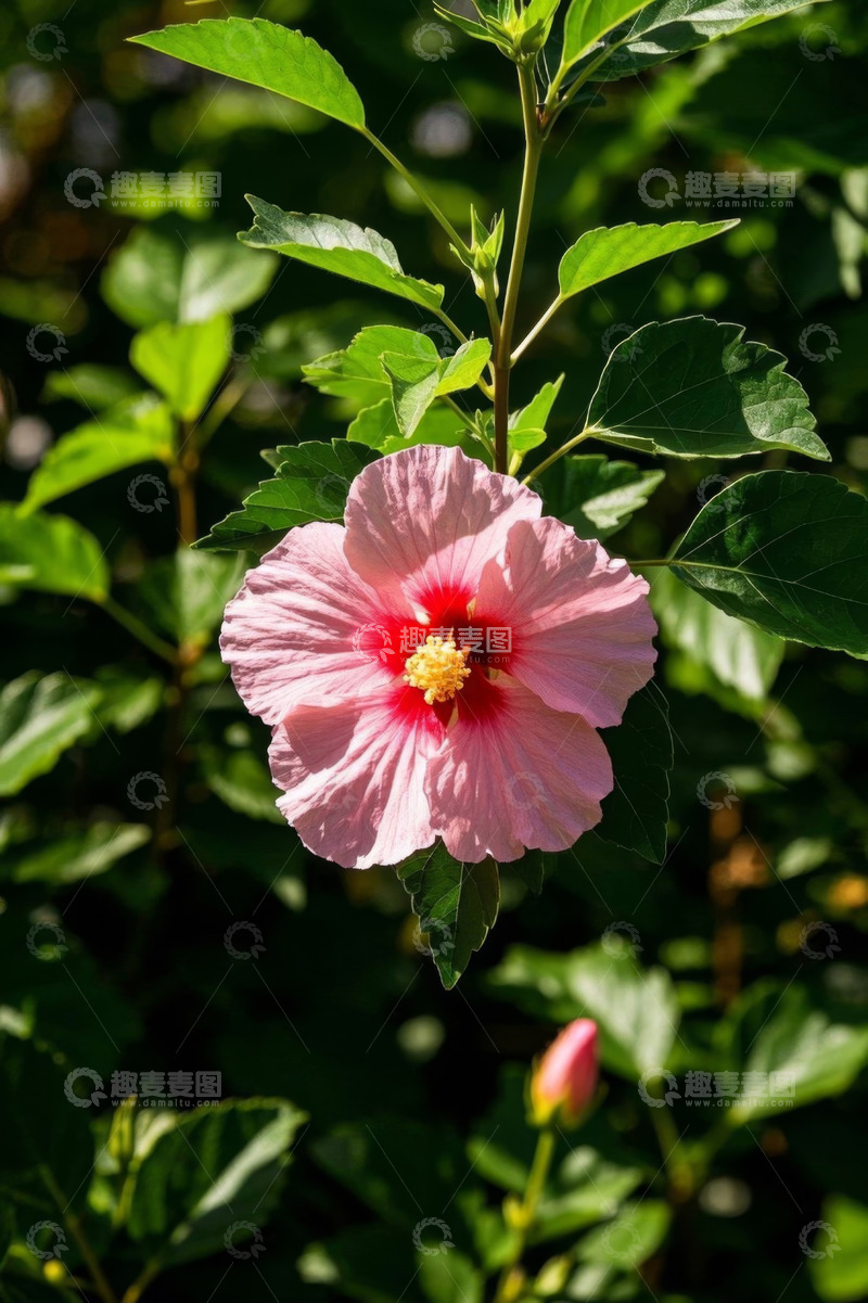 高清大图下载【趣麦麦图】粉色木槿花特写