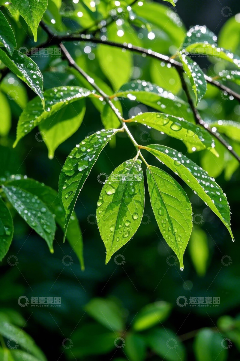 高清大图下载【趣麦麦图】带水珠的翠绿树叶特写