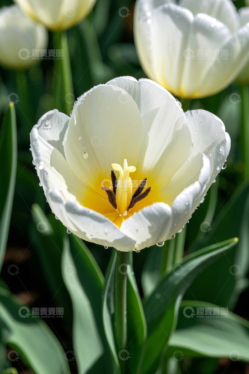 高清大图下载【趣麦麦图】带水珠的白色郁金香特写