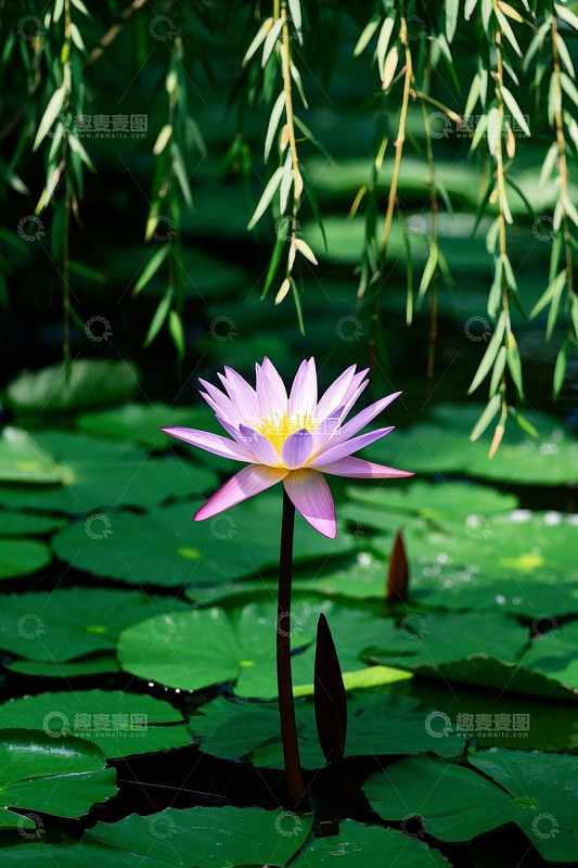 池塘中绽放的紫色睡莲