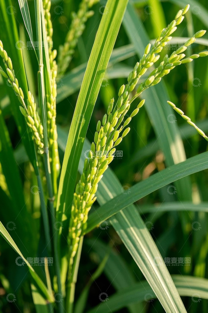 高清大图下载【趣麦麦图】稻田里的绿色稻穗特写