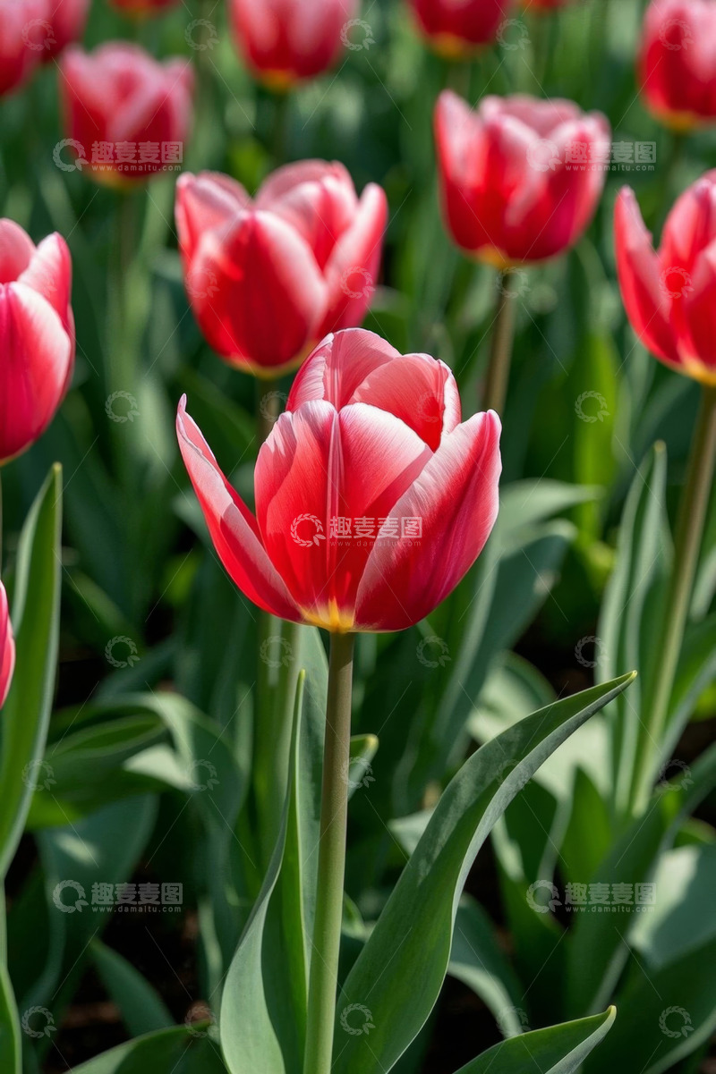 高清大图下载【趣麦麦图】红色郁金香花卉特写