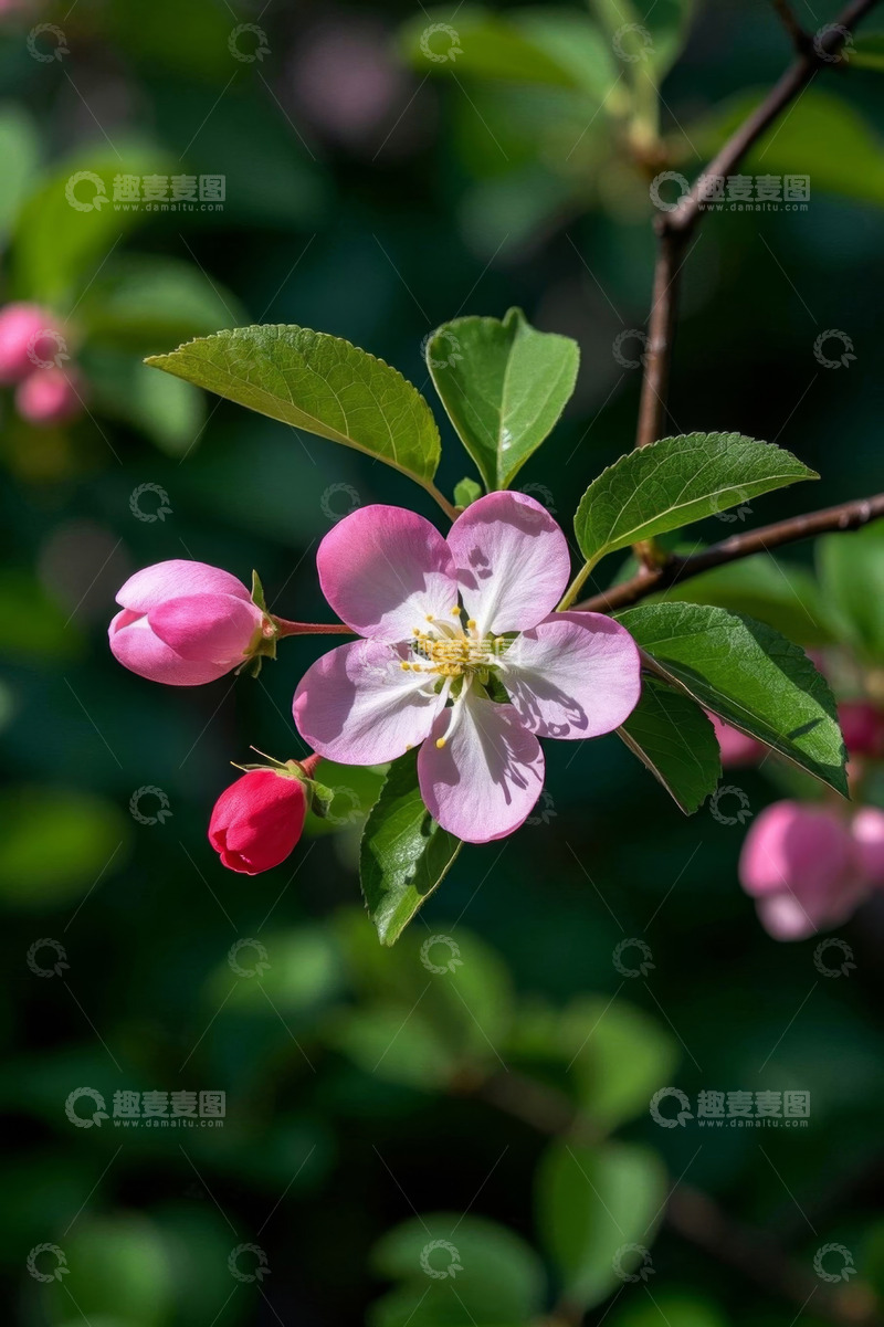 高清大图下载【趣麦麦图】特写粉色绽放花朵与绿叶