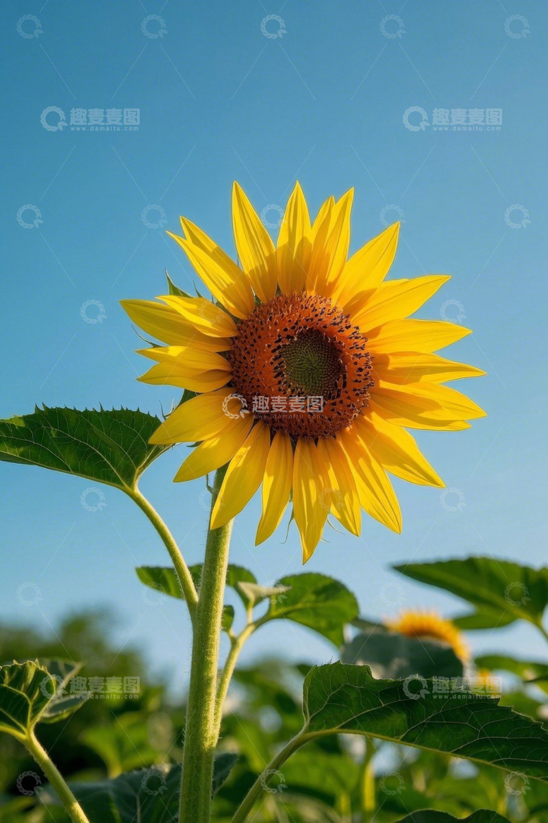 高清大图下载【趣麦麦图】蓝天背景下的向日葵特写