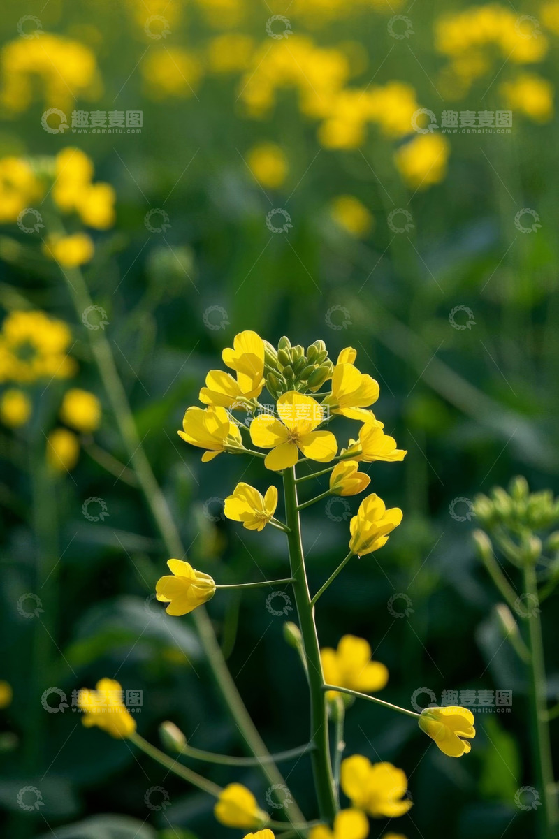 高清大图下载【趣麦麦图】特写黄色油菜花