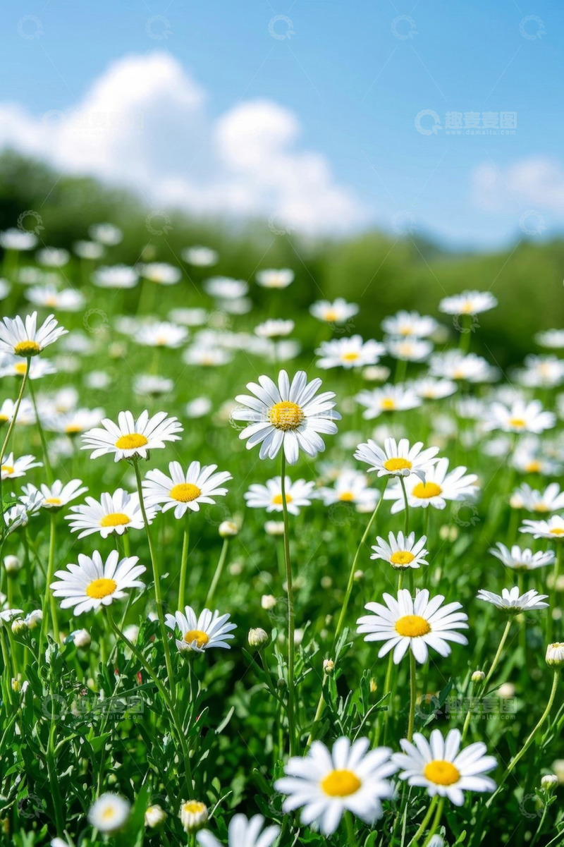 高清大图下载【趣麦麦图】雏菊盛开的草地自然风光