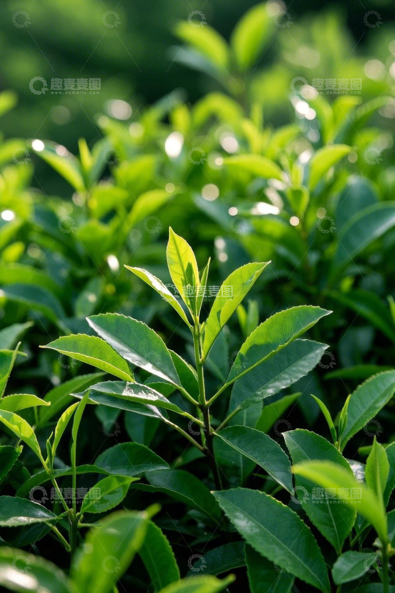 高清大图下载【趣麦麦图】嫩绿茶叶植物特写
