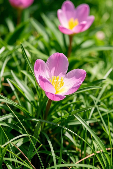 草地上盛开的粉色花朵