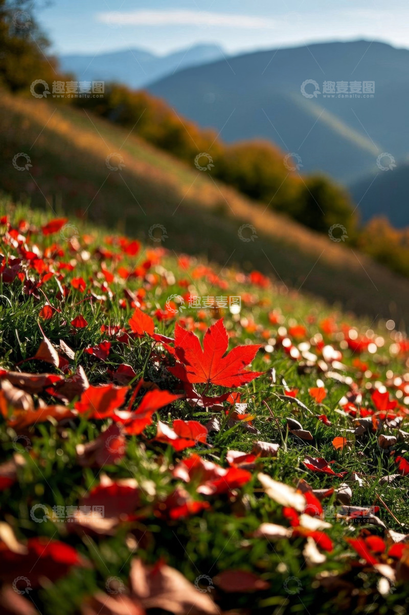 高清大图下载【趣麦麦图】山坡上散落的秋日枫叶