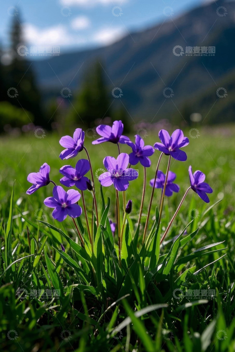 高清大图下载【趣麦麦图】草地中的紫色小花
