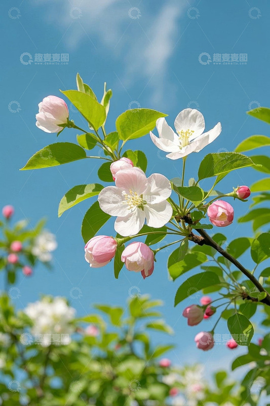 蓝天背景下盛开的苹果花