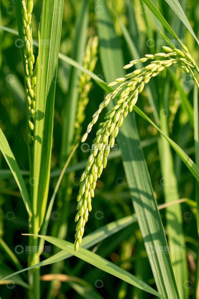 高清大图下载【趣麦麦图】稻田中饱满的稻穗特写