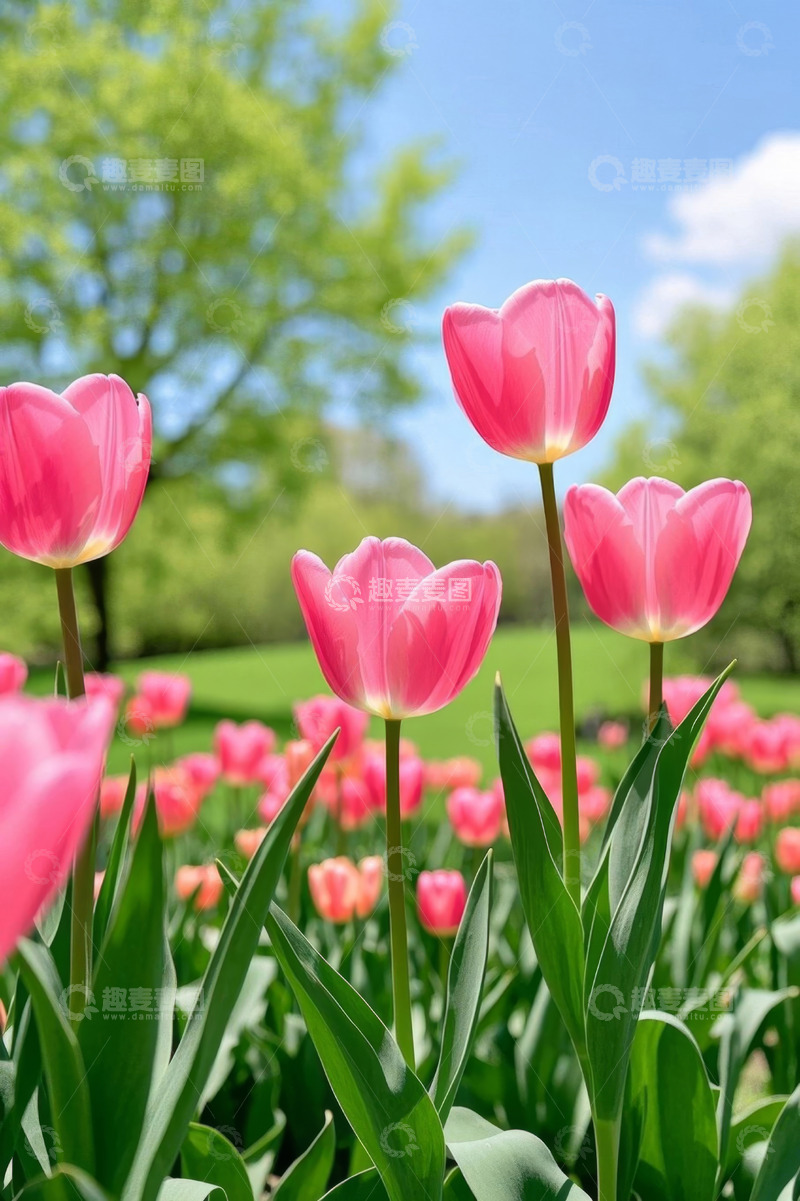 高清大图下载【趣麦麦图】盛开的粉色郁金香花丛