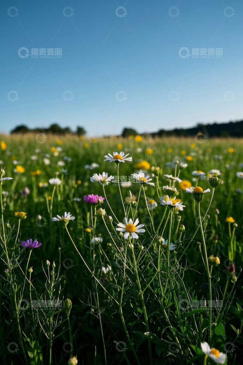 高清大图下载【趣麦麦图】野外盛开的多彩野花