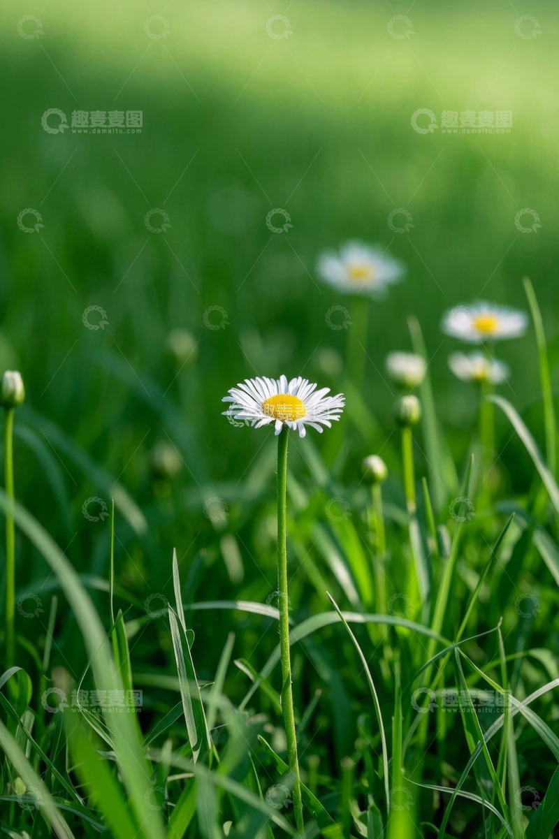 高清大图下载【趣麦麦图】草地上盛开的白色雏菊