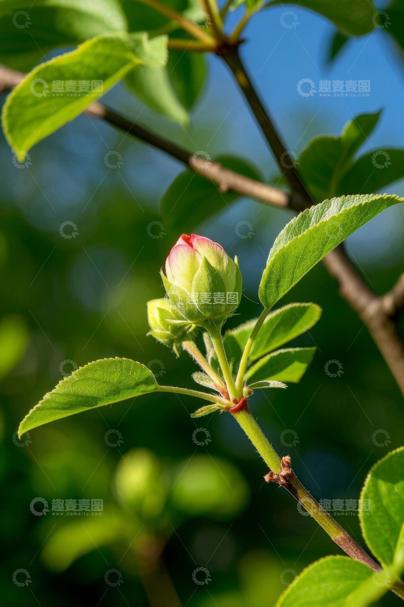 高清大图下载【趣麦麦图】绿叶中的花骨朵特写