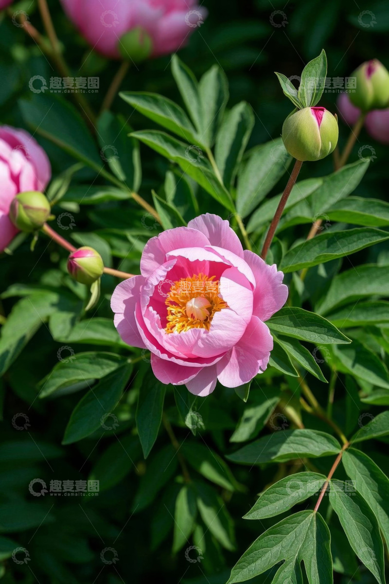 高清大图下载【趣麦麦图】盛开的粉色牡丹花特写