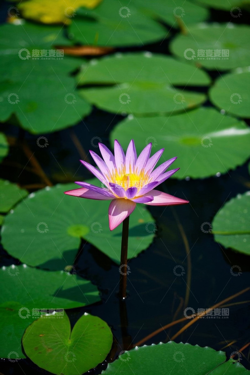 高清大图下载【趣麦麦图】水中绽放的紫色睡莲