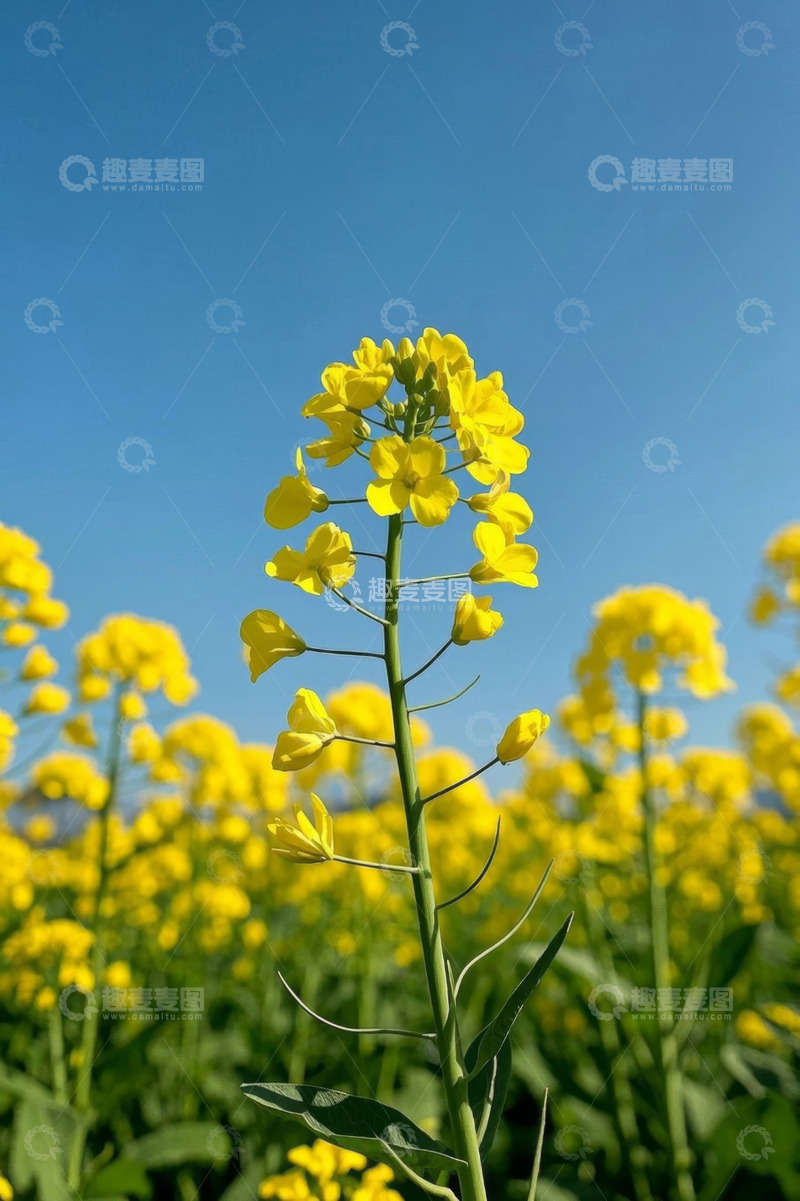 高清大图下载【趣麦麦图】蓝天下的黄色油菜花特写