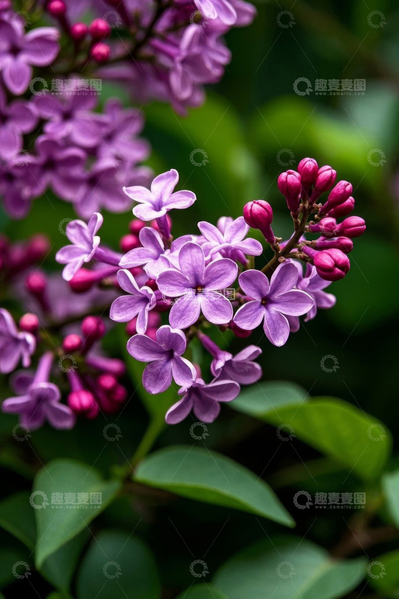 高清大图下载【趣麦麦图】紫色丁香花特写