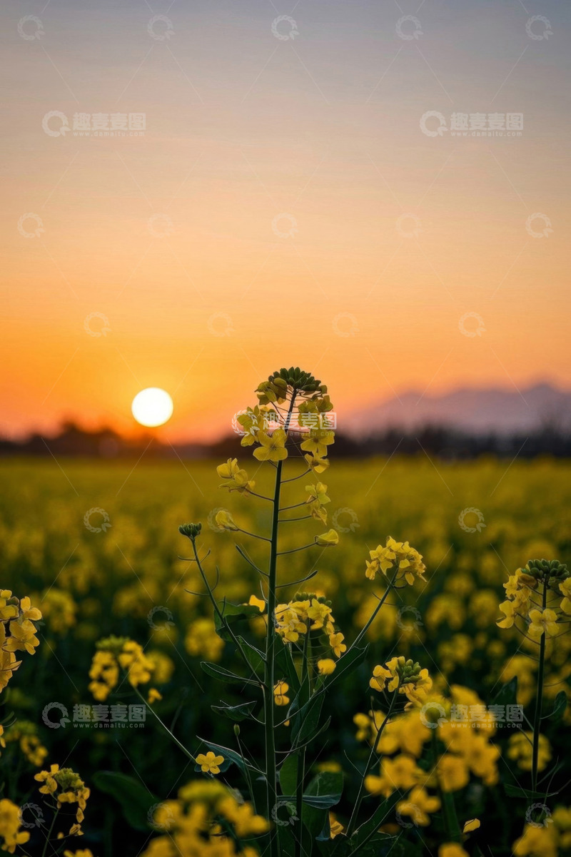 高清大图下载【趣麦麦图】夕阳下的油菜花田风光