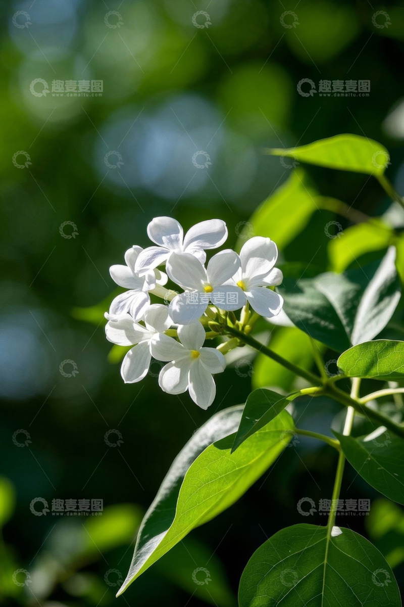 高清大图下载【趣麦麦图】特写白色花卉与绿叶