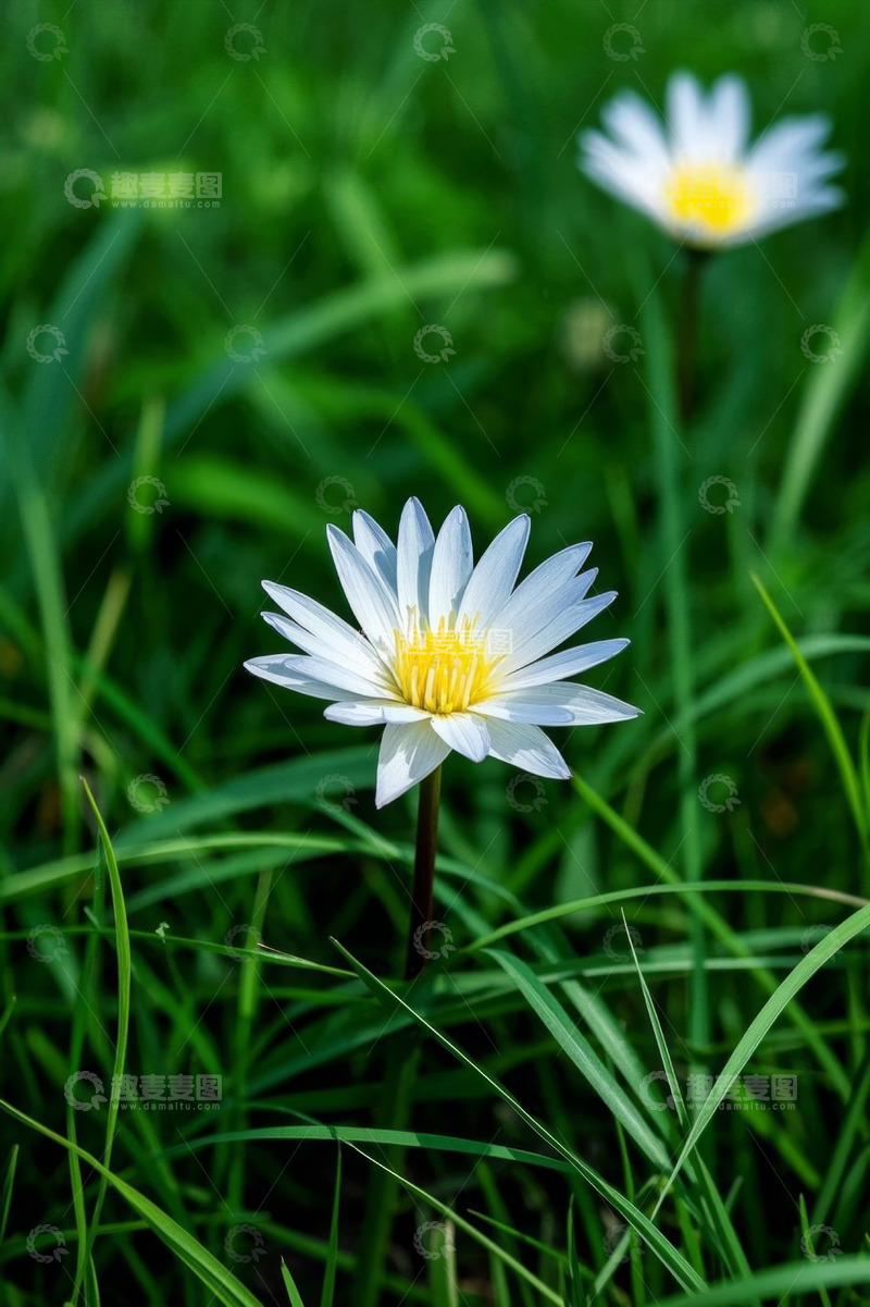 高清大图下载【趣麦麦图】草地上盛开的白色花朵