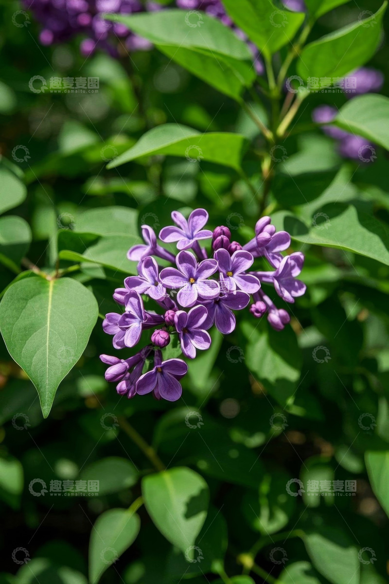 高清大图下载【趣麦麦图】绽放的紫色丁香花特写