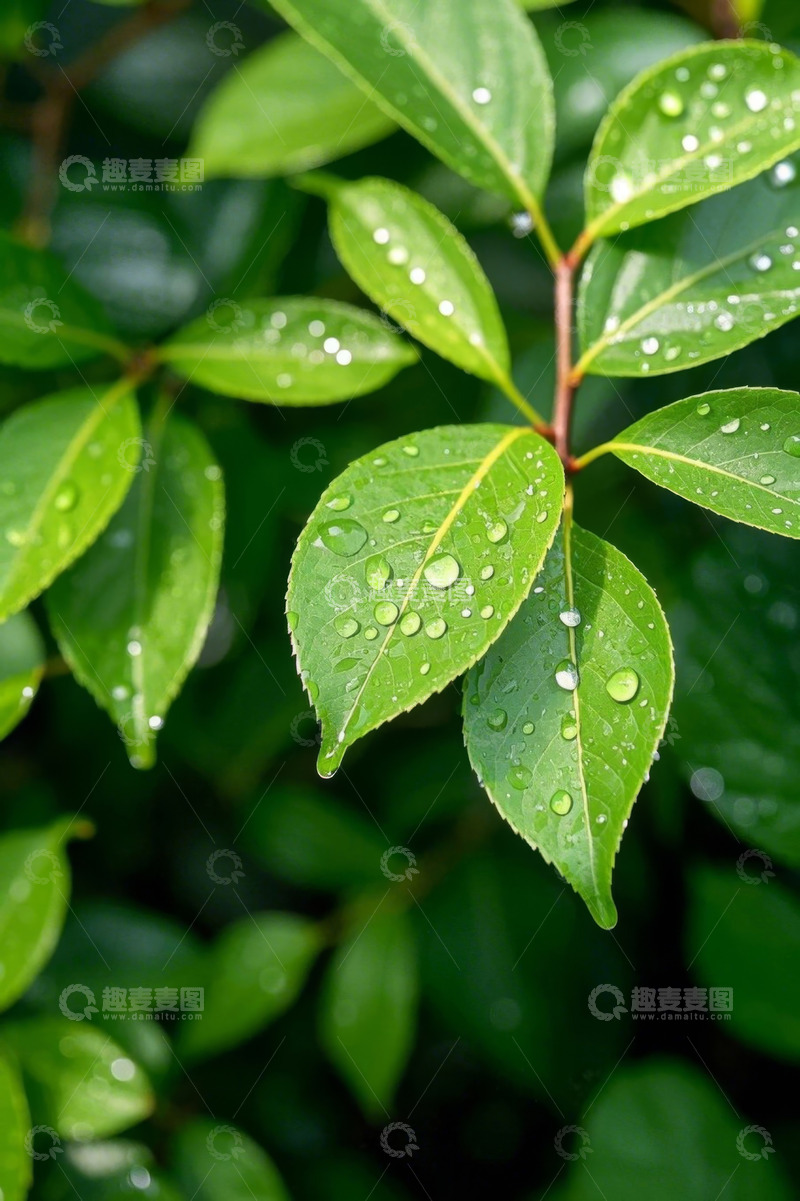 高清大图下载【趣麦麦图】绿叶上的晶莹水珠