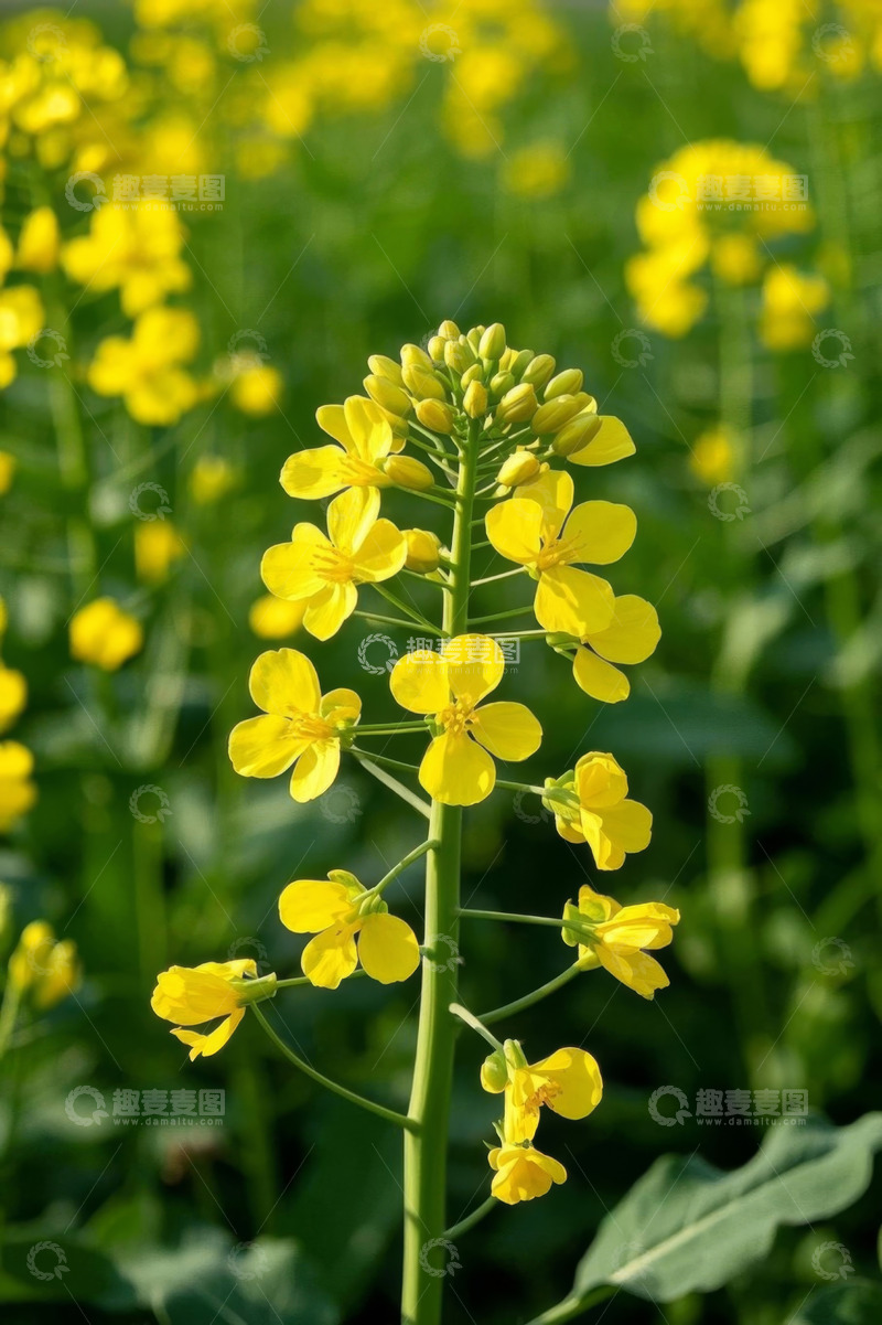 高清大图下载【趣麦麦图】黄色油菜花特写