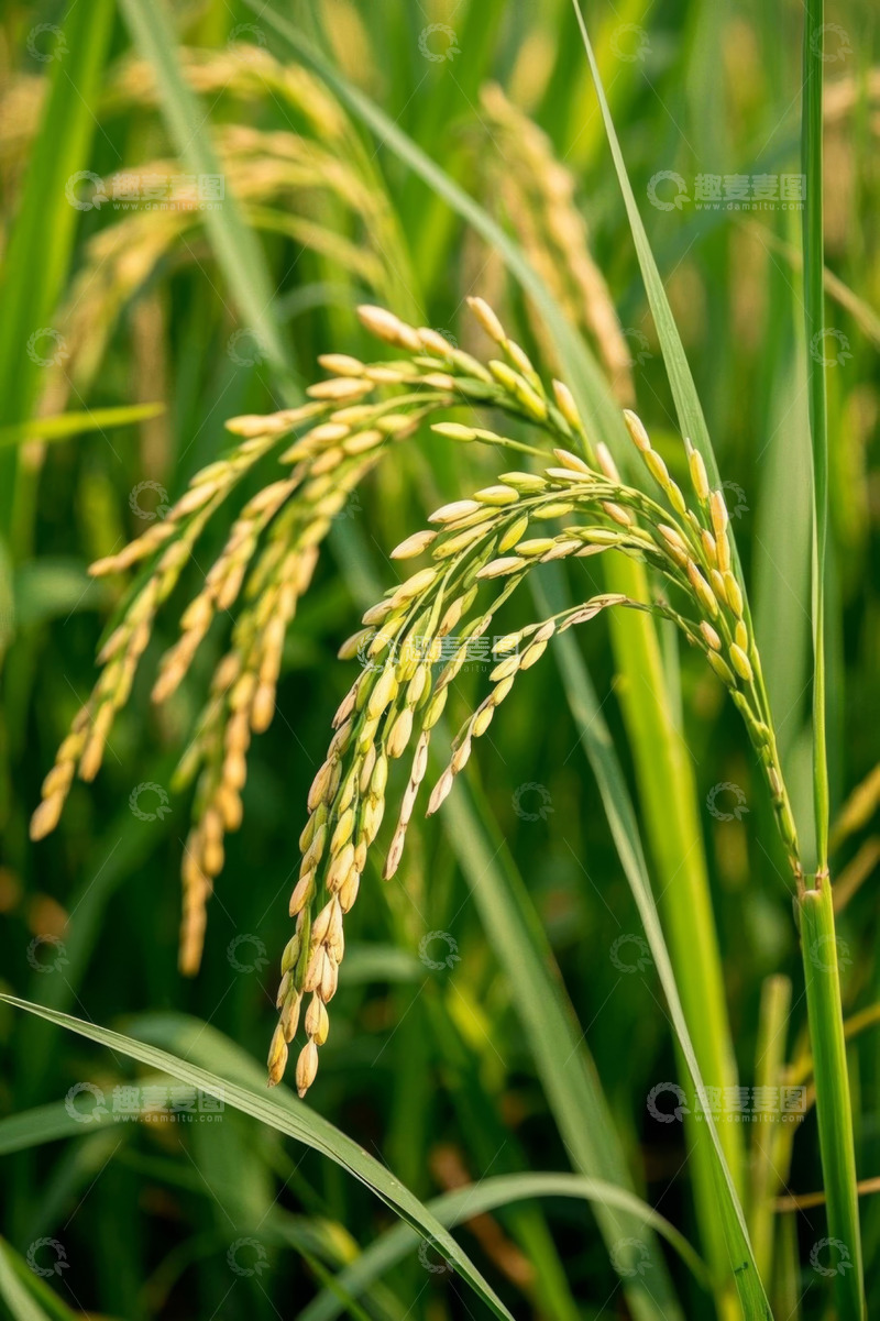 高清大图下载【趣麦麦图】成熟稻穗特写