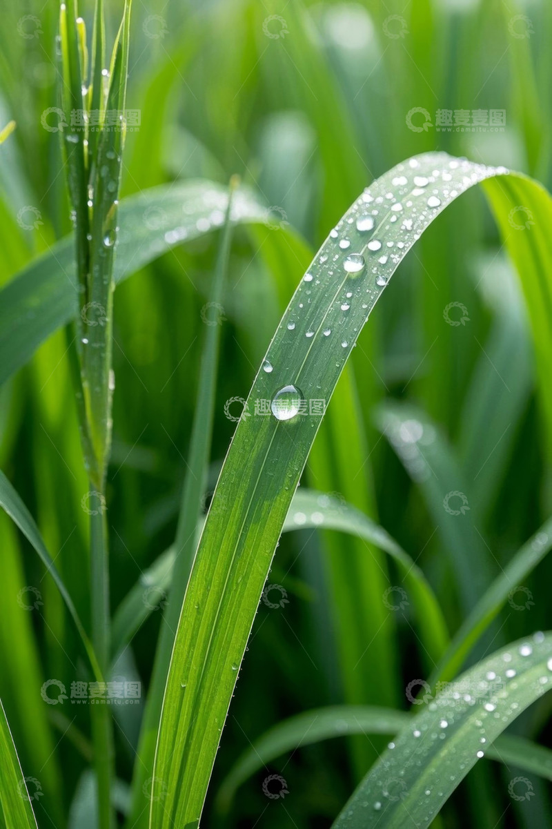高清大图下载【趣麦麦图】带露珠的绿色麦苗特写
