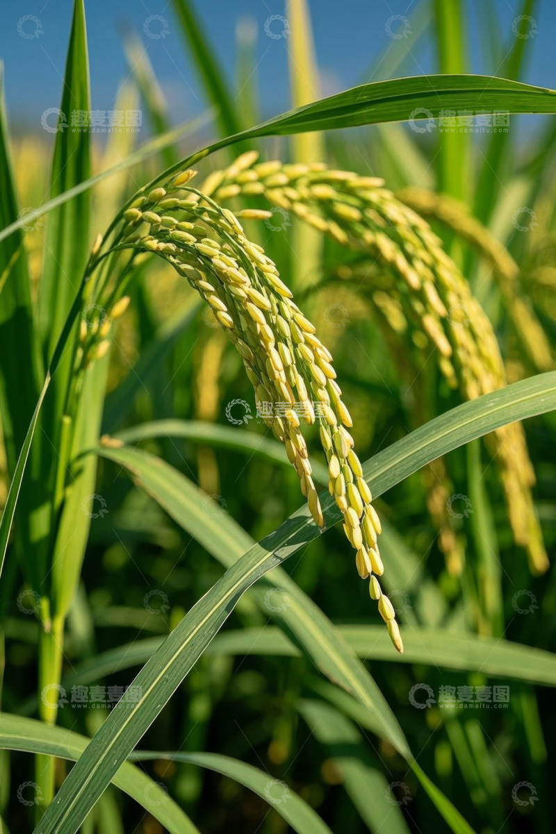 高清大图下载【趣麦麦图】成熟稻穗特写