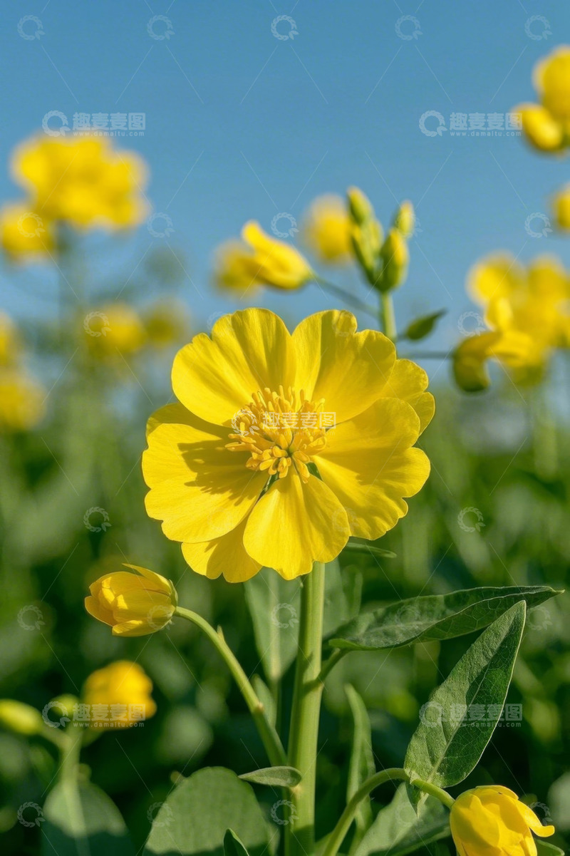 高清大图下载【趣麦麦图】黄色花朵特写