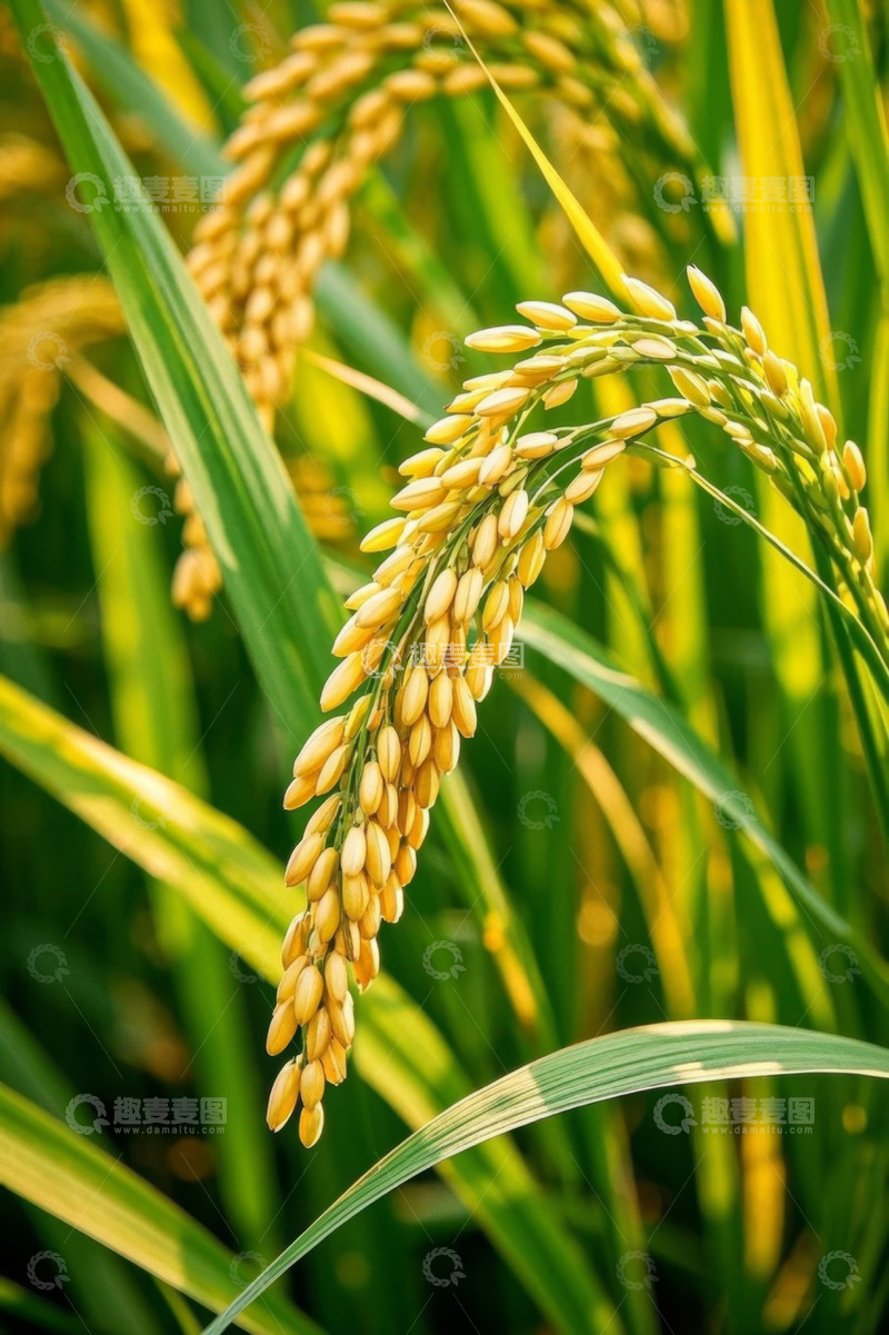 高清大图下载【趣麦麦图】成熟饱满的稻田稻穗特写
