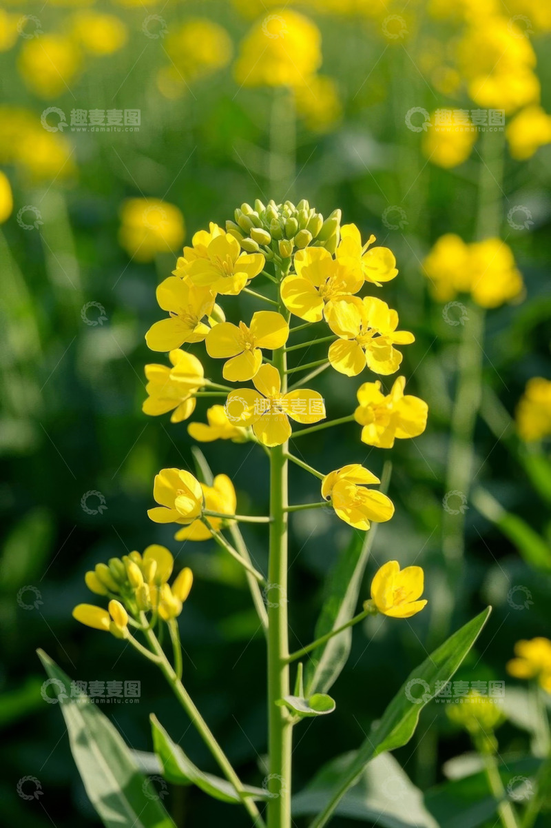 高清大图下载【趣麦麦图】黄色油菜花特写