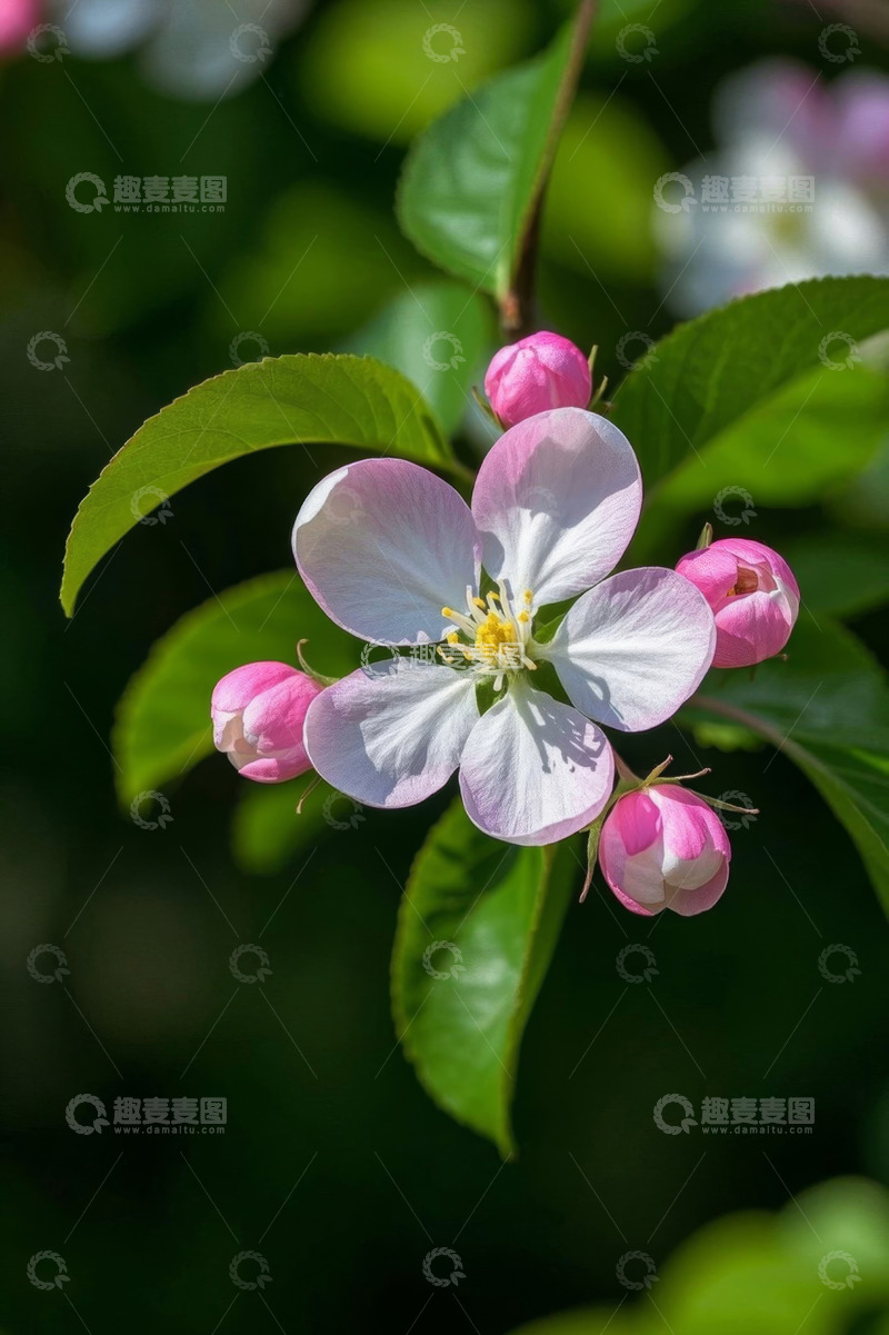 高清大图下载【趣麦麦图】特写粉色绽放花朵与绿叶