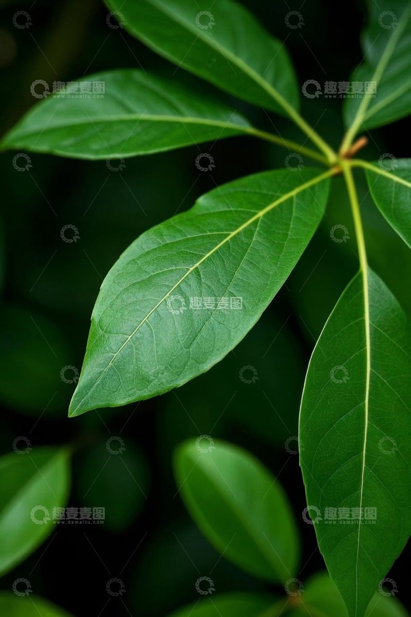 高清大图下载【趣麦麦图】绿色植物叶片特写