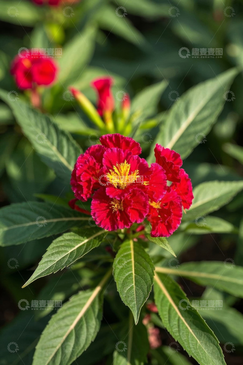高清大图下载【趣麦麦图】红色花朵与绿叶特写