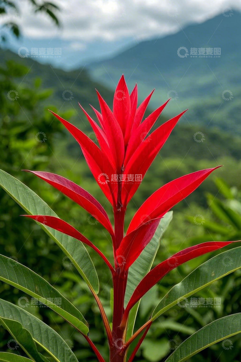 高清大图下载【趣麦麦图】山间红色花卉特写